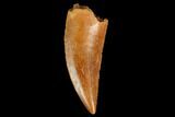 Serrated, Raptor Tooth - Real Dinosaur Tooth #127064-1